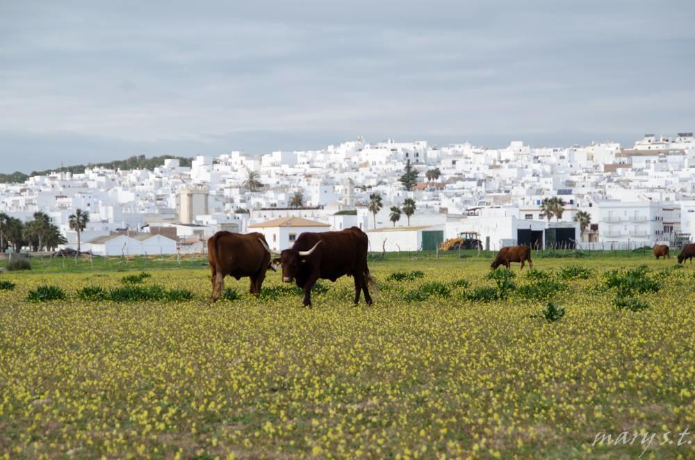 Ferreira Hostal Boutique Conil De La Frontera Dış mekan fotoğraf