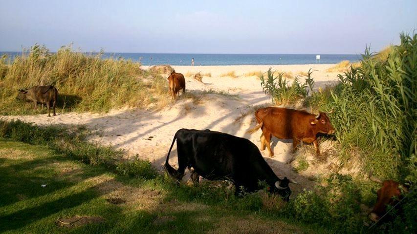 Ferreira Hostal Boutique Conil De La Frontera Dış mekan fotoğraf